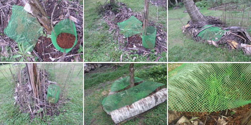 Images of
        anti-chicken netting to protect crops