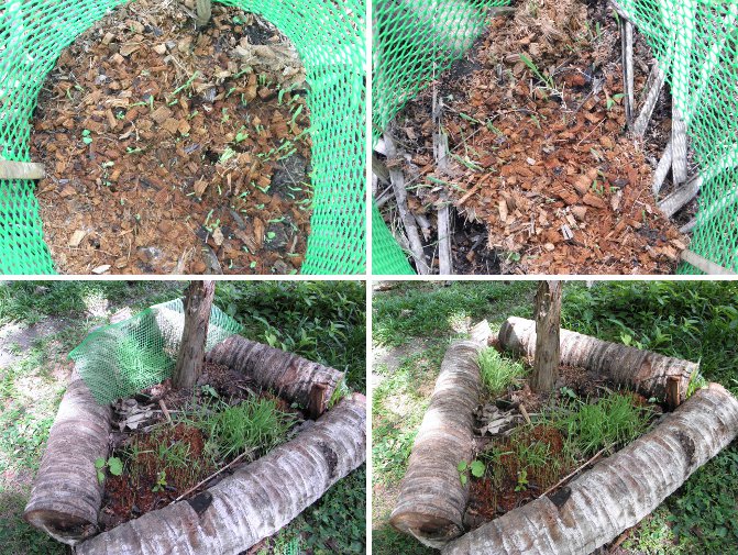 Images of grain growing inside
            anti-chicken mesh