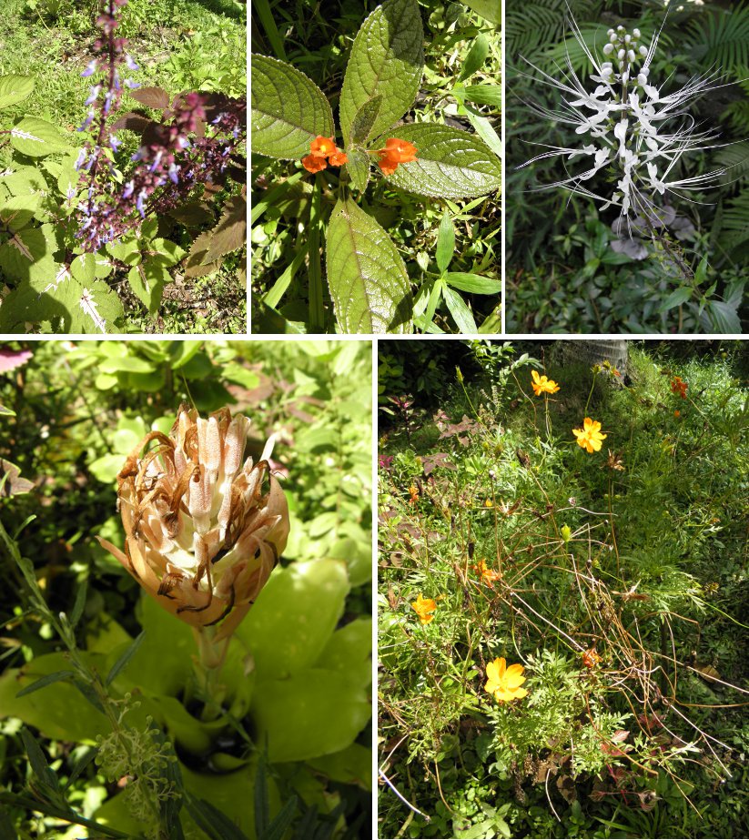 Images of Flowers Blooming and going to
            seed