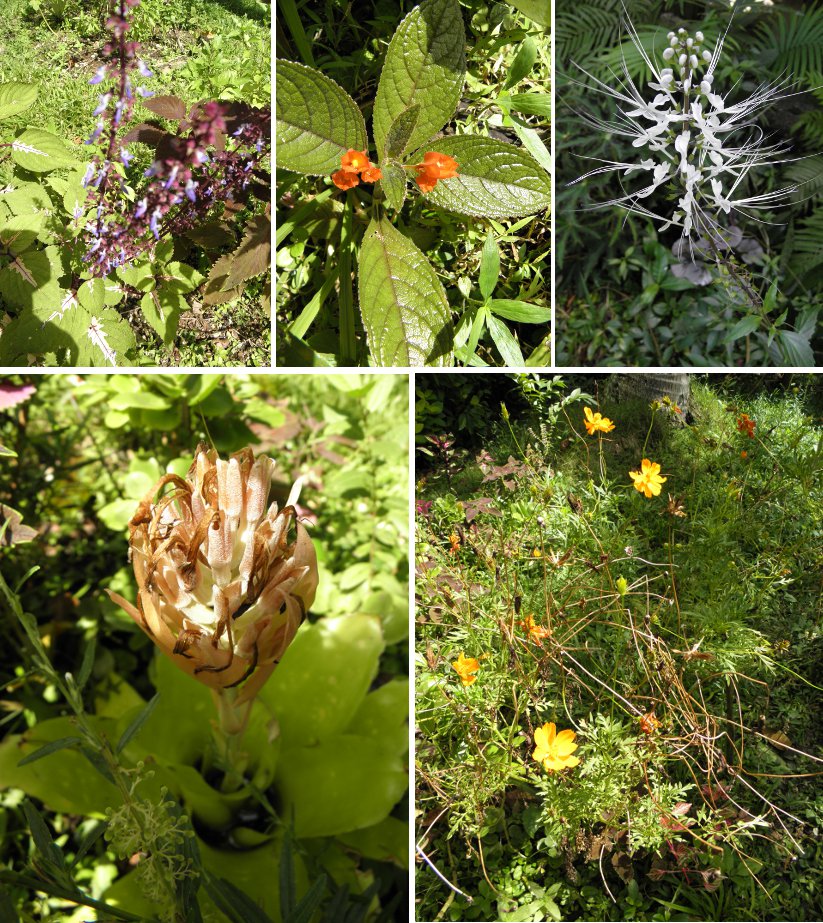 Images of Flowers Blooming and going to
            seed