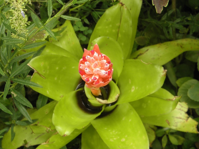 Image of garden Bromeliad
