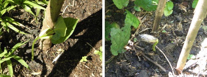 Images of
        sprouting Butter Beans