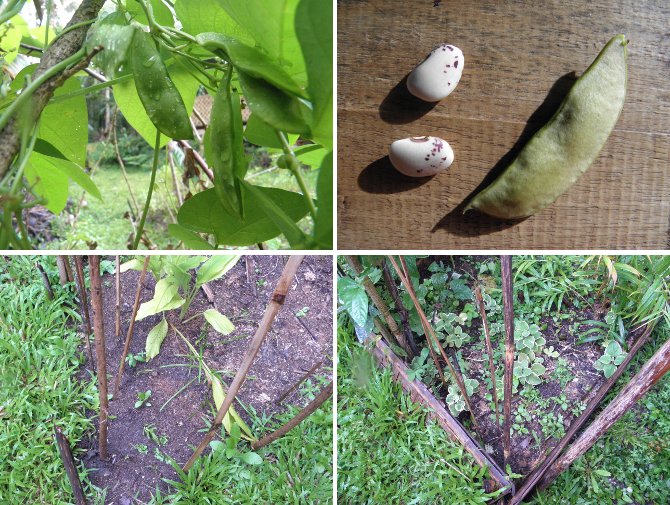 Ijmages of Butter Beans -on the vine, as seeds and
        planted