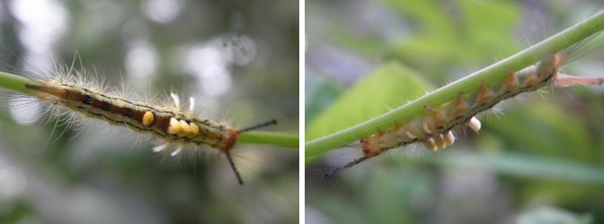 Images of
        caterpillar found in garden
