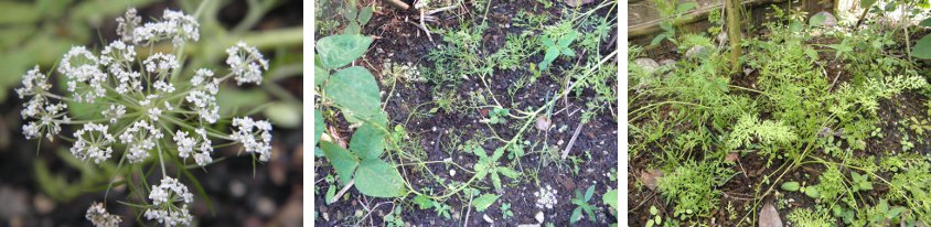 Images of
            carrot tops and flowers