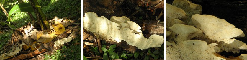 Images of fungus growing on rotting
            tree stump in compost area around banana trees