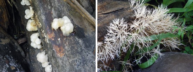 Images of tropical
        garden Fungus