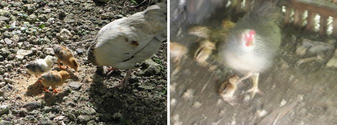 Images of surviving chicks -and a new batch