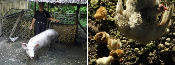 Images of Pig with helper and Hen with
            chicks