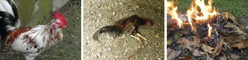Images of killer rooster, his victim and the
        funeral pyre