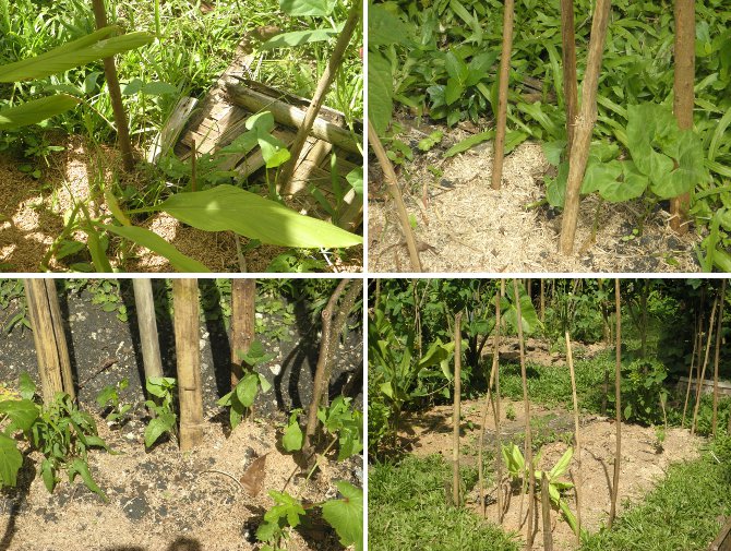 Images of young bean Plants