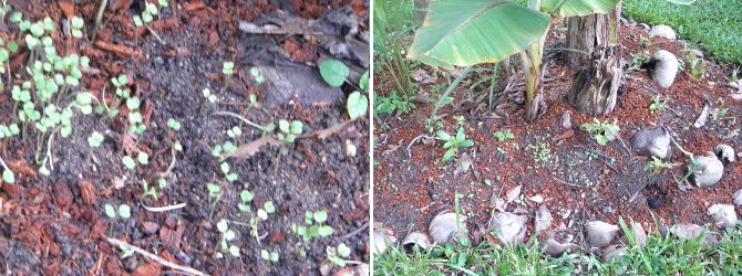 Images of sprouting seedlings