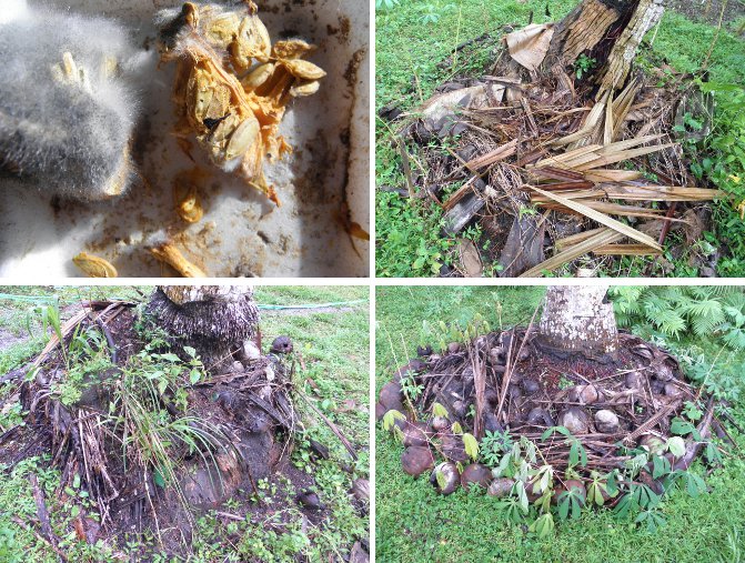 Images of
          (mouldy) Squash seeds -and locations planted