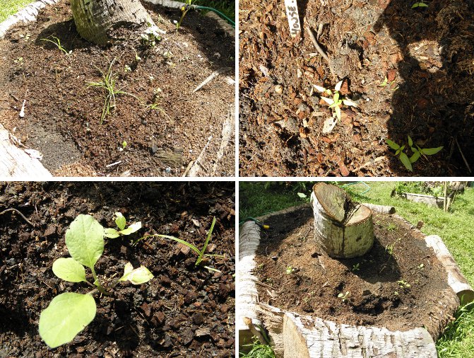 Images of
                garden patch around tree stump