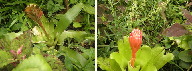 two Bromeliads