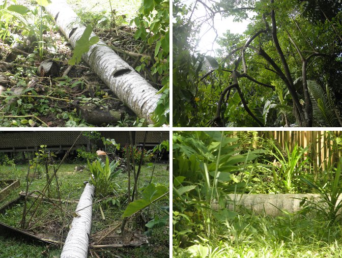 Images of garden damage after felling
            trees