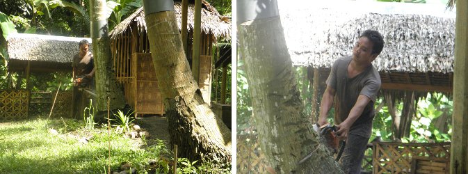 Images of tree base being cut
