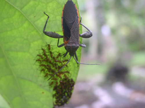 Image of unidentified insect