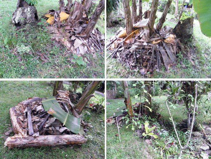Images of areas
        around Banana Trees from two different angles