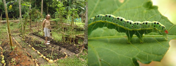 Image of me working in the garden and a
        caterpillar eating the produce