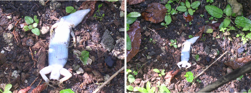 Images of dead Lizard in tropical garden