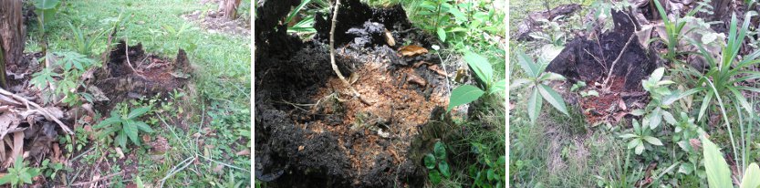 Image of tree stump planted with Asparagus