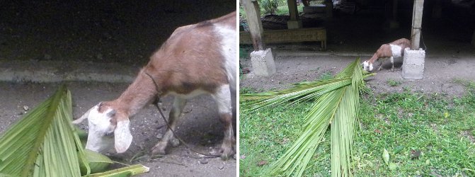 Image of goat with
        Fresh Coconut branch