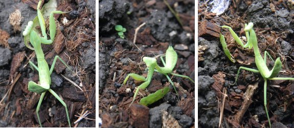 Images of Praying Mantis in Garden
