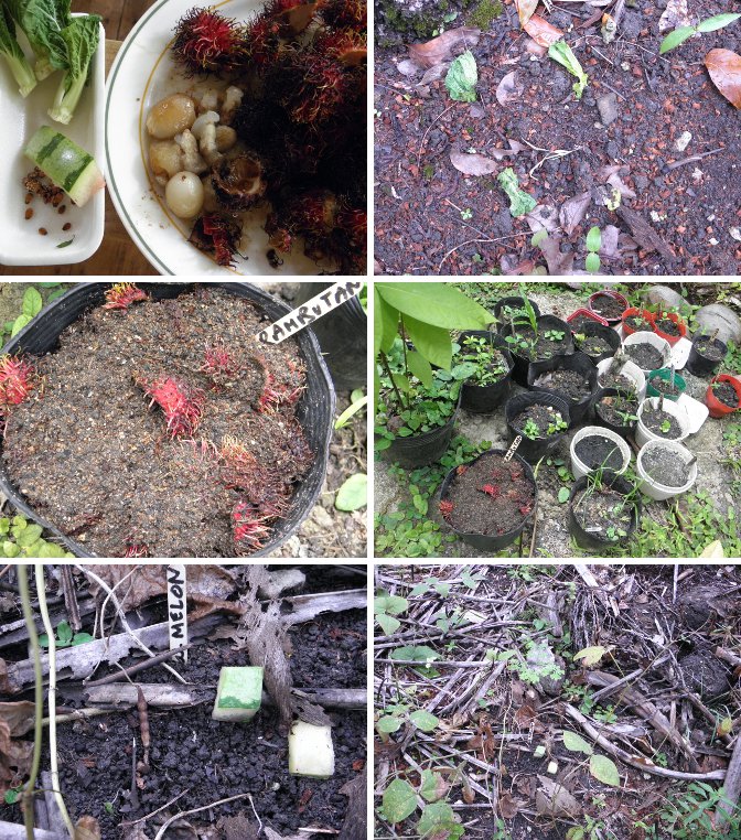Images of remains of a meal planted in the garden