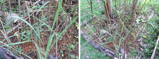 Images of plants growing among sticks
              to keep chickens away