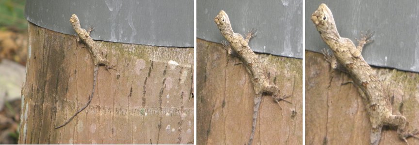 Images of Brown Lizard in Garden
