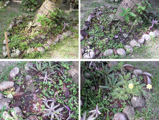 Images of Mini-Flower garden, before and
          after adding cuttings