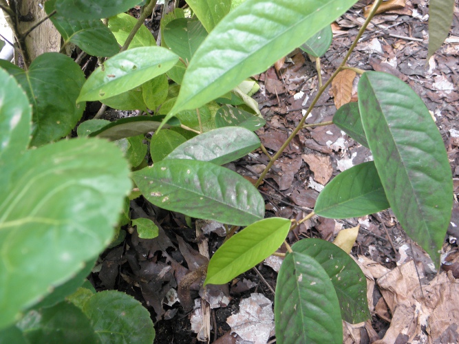 Image of recently planted Durian seedling