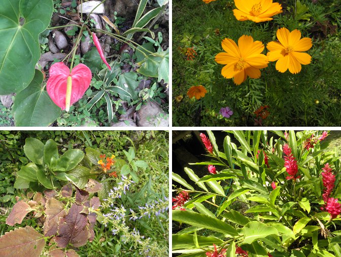 Images of flowers
        blooming in the garden