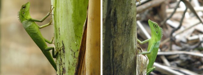 Images of Green
        Lizard on Philippine banana tree