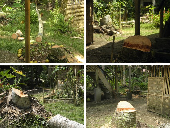 Images of
              new stumps from recently felled trees