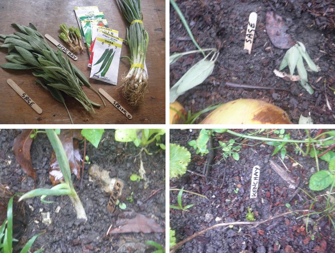 Images of herbs from supermarket, before
        and after planting