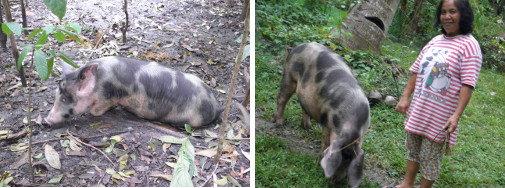Images of adult pig