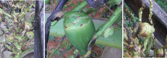 Images of young coconut buds