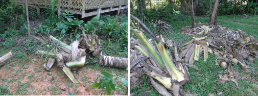 Images of debris in garden waiting to be
        removed