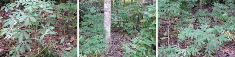 Images of Cassava plants growing in tropical garden