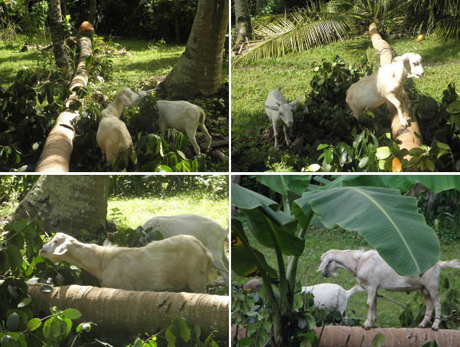 Images of goats eating leaves of
        felled trees