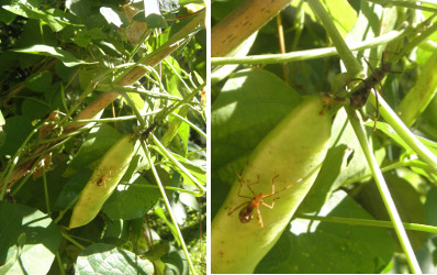 Images of insects on bean pod