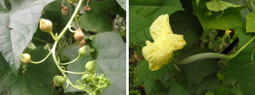 Images of male and female Luffa flowers