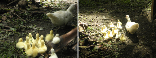 IMages of mother with ducklings in garden