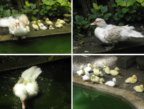 Images of Mother Duck with ducklings
        born today, 3 dec 2014