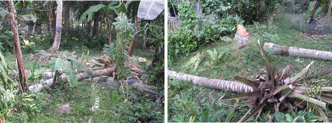 Images of debris after felling trees in preparation
            for typhoon Hagupit