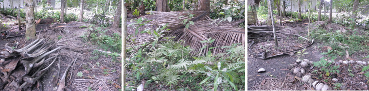 Images of problem area in garden -full of fallen coconut
        branches
