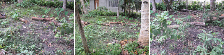 Images of problem area in garden -Taro desicated by
        ducks