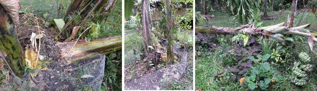 Images of Fallen and restored Banana
        trees